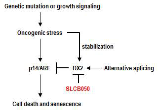 본 연구진의 선행연구결과를 토대로 한 새로운 항암물질 (SLCB050). 이 화합물의 경우, DX2-p14/ARF의 결합을 억제하여 p14/ARF의 종양억제 기능을 증가시킴으로 암세포의 노화/사멸을 유도할 것으로 기대됨