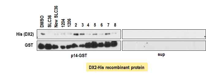 DX2 recombinant protein과 p14/ARF 결합 억제 효과 확인