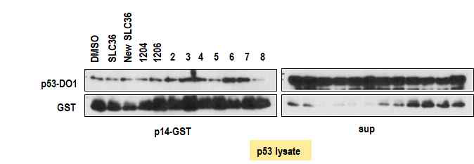 p14/ARF와 p53간의 결합 억제 효과 확인