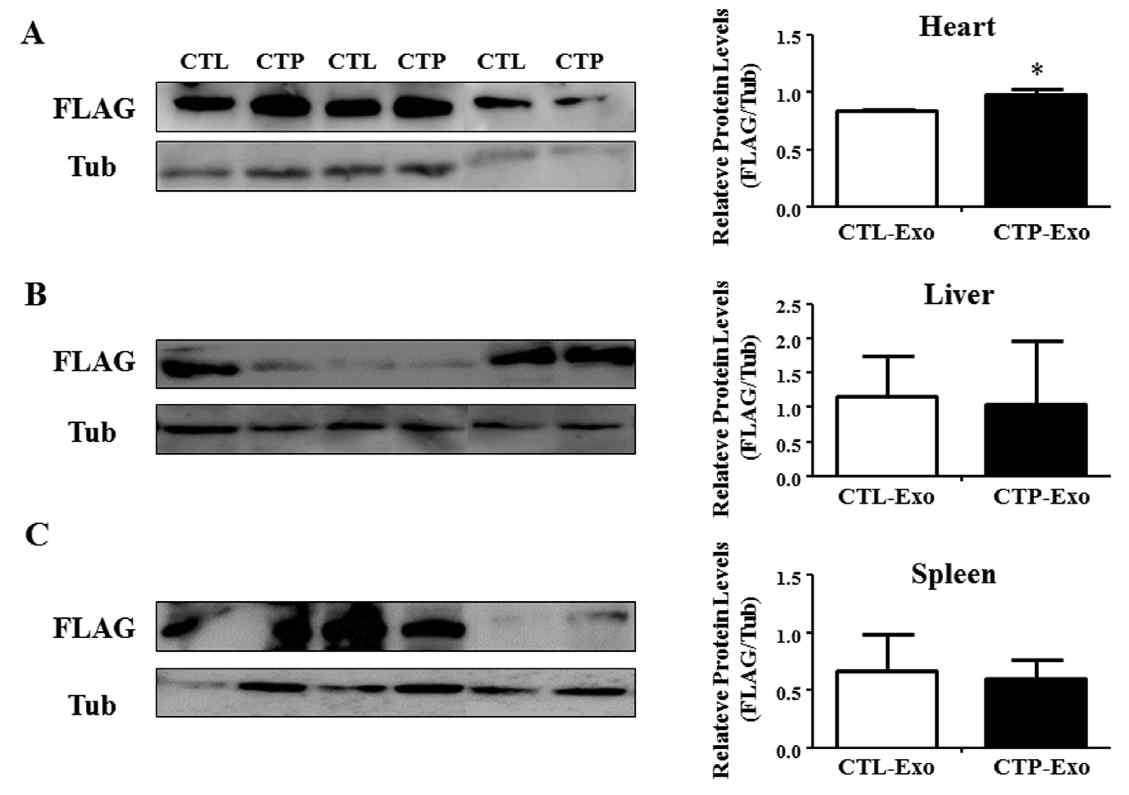 In vivo delivery of exosomes to target organs in mouse. A to C, Expression of FLAG in the hearts (A) (P = 0.035), livers (B), and spleens (C)