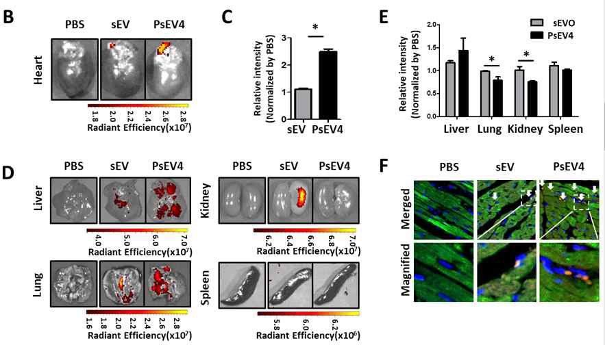 다양한 세포주에서 분비된 심장전달 미세소포체의 생체 내 전달 효율 분석. B, C, 쥐의 심장에 PsEV4 전달효율 250% 증가, D, E, 타장기에 유의한 전달 감소 확인 F ,조직 안으로 미세소포체가 전달됨을 현미경으로 확인