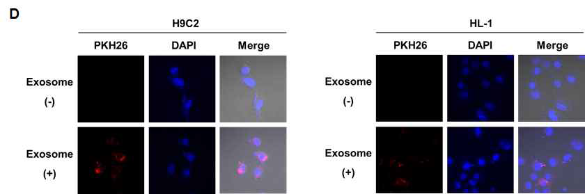 성분 강화 엑소좀이 다양한 종류의 세포에 들어감을 확인함