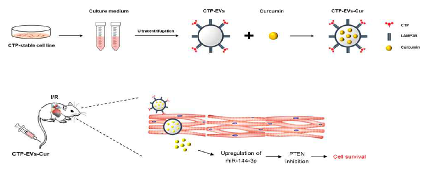 Curcumin을 함유한 미세소포체를 허혈/ 재관류 손상 동물 모델에 전달하는 모식도