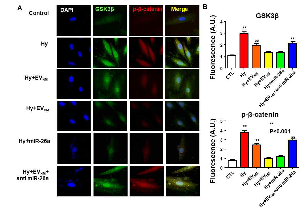 A, Confocal image. B, GSK3β 및 p-β-catenin의 변화