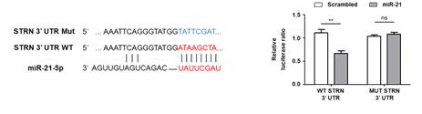 STRN이 miR-21의 직접적인 타겟임을 확인함