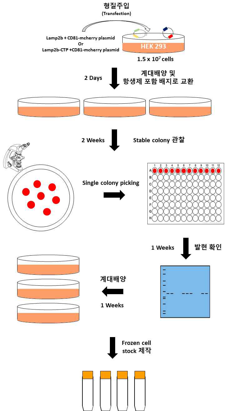 LAMP2b plasmid와 CD81-mcherry plasmid를 형질주입한 cell bank를 구축하는 방법을 모식도로 설명함