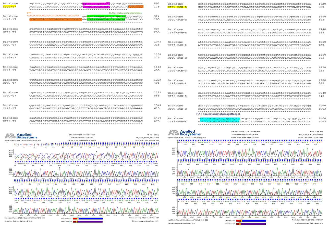 CTP2 포주의 genomic DNA를 분석한 sequencing 결과. 넣어준 플라스미드가 제대로 발현함을 보여줌. * 표시가 Backbone 플라스미드와 개발한 세포 주의 서열이 동일하다는 것을 나타냄