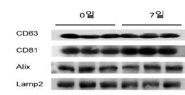 추출한 엑소좀을 샘플링하여 웨스턴 블로팅 기법을 통해 보존 기간 별 마커발현을 확인함