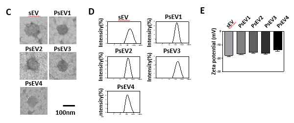 다양한 세포주에서 분비된 심장전달 미세소포체의 특징 분석. C.전자현미경. D. DLS 분석, E, 제타 전위분석