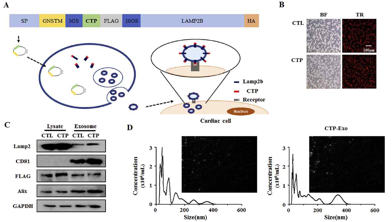 A. CTP-엑소좀 개발 모식도. B. CD81-mcherry와 LAMP2B플라스미드를 함께 트랜스펙션 한 후 CD81-mcherry발현을 현미경을 통해 확인한. C. 엑소좀 표지단백인 CD81과 Alix를 발현 확인. D. 분리한 엑소좀을 나노입자 추적분석법을 이용해 분석