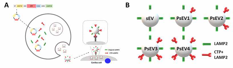 심장전달 미세소포체의 성능향상. A.심장전달 미세소포체 개발. B. 단계별 CT 발현의 조절
