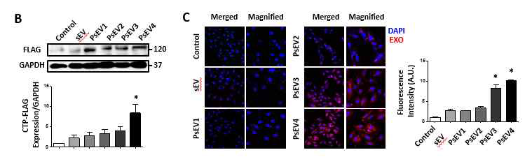 다양한 세포주에서 분비된 심장전달 미세소포체의 세포 전달 효율 분석. B, 전달효율이 sEV에 비해 4배 가량 증가함을 WB로 분석, C, 형광현미경으로 분석한 전달 효율 증가