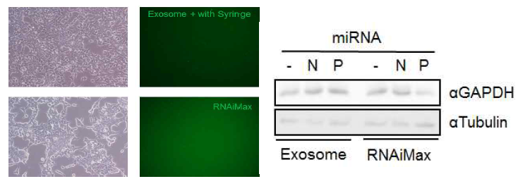 Calcium-Phosphate 방법을 이용한 FITC-miRNA의 Exosome내 전달 및 효율 조사