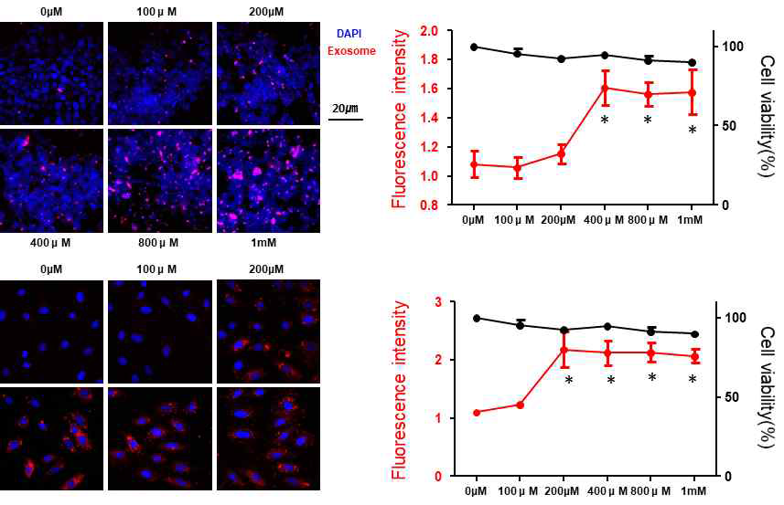 염화칼슘을 농도별로 처리한 엑소좀을 세포에 처리했을 때 HEK293 세포와 H9C2에서 농도 비례하여 세포 흡수율이 증가하다 400uM의 농도 이상에서는 비슷한 정도를 유지하는 것을 확인함. 또한 세포 독성도 일으키지 않는 것을 확인함
