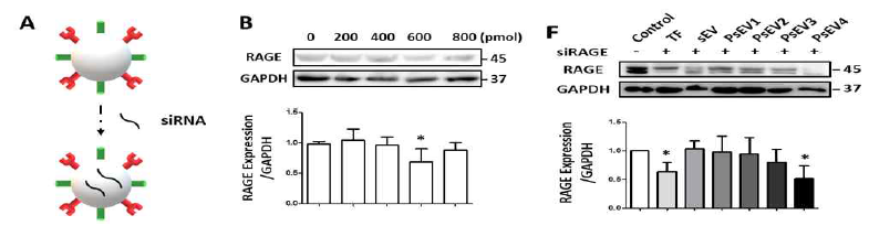 심장전달 미세소포체에 siRNA 로딩 A, 모식도, B. RAGE 발현도, E, 타겟 세포에서 RAGE발현 억제