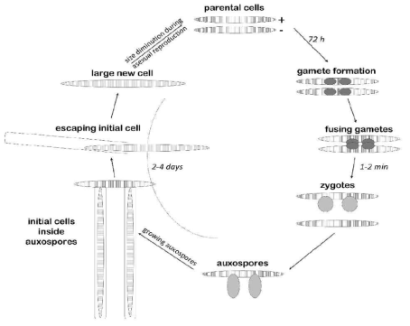 Pseudo-nitzschia 속 생물의 생활사 (Lelong et al. 2012)