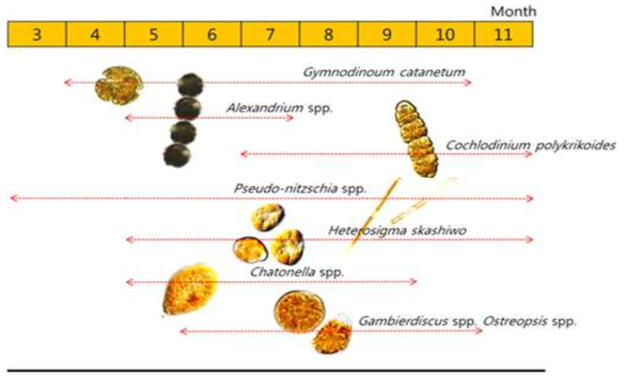 한국 연안환경에서 출현하는 다양한 유해적조 원인 종과 출현 시기