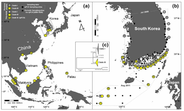 서태평양 연안(a) 및 한국 연안(b)에서의 Pseudo-nitzschia pungens의 서로다른 ecotype별 개체군의 분포도와 각 개체군의 계통수분석(c); 회색원은 코스모폴리트타입, 노란색은 동남아시아타입 (연구진 선행과제 연구결과)