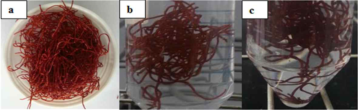 섬유형 PEI-PVC의 내산성 실험; (a) PEI-PVC 섬유, (b) 0.1몰 염산에 담지된 PEI-PVC 섬유와 (c) 1몰 염산에 담지된 PEI-PVC 섬유