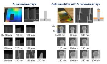 실리콘 나노필라와 골드가 코팅된 하이브리드 실리콘 나노필라의 SEM 이미지들. 나노필라의 지름별로 이미지 분석