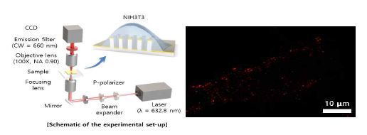 골드 팁 나노와이어에서 배양된 세포의 형광 이미징