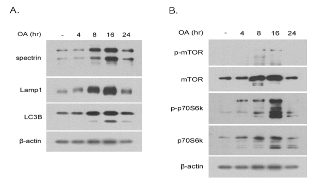 Okadaic caid 처치 후 시간 경과에 따른 단백질 변동 양상. A) autophagy 관련 단백질의 변동 양상. B) mTOR 관련 단백질의 변동 양상