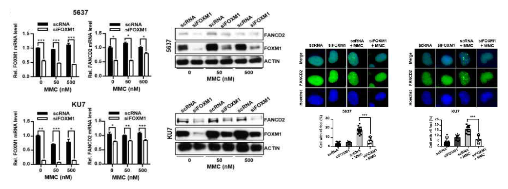 siFOXM1에 의한 FANCD2의 mRNA, protein Level 변화