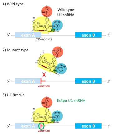 돌연변이 서열과 상호보완적인 U1 snRNA을 이용한 치료방법 모식도
