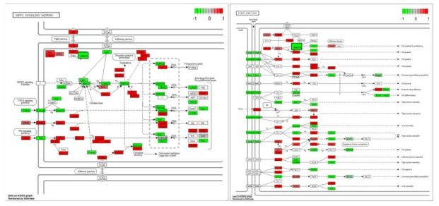 AMOTL2와 관련된 Hippo 및 tight junction signaling pathway. 초록색은 뇌종양세포와 악성 뇌암세포의 mRNA 분석시 발현이 떨어져 있는 유전자를 나타나는 것이며 빨간색은 올라가 있는 것을 나타냄