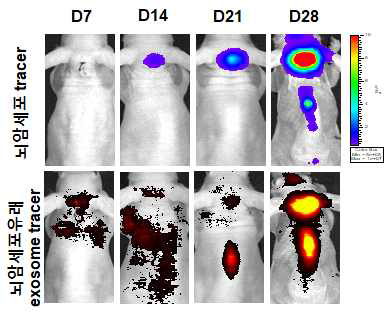 뇌암 전이 모델 및 뇌암세포에서 분비하는 exosome 을 labeling 하여 tracking할 수 있는 system