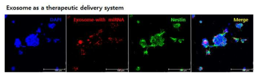 엑소좀에 치료제 (miRNA)를 탑재시킴