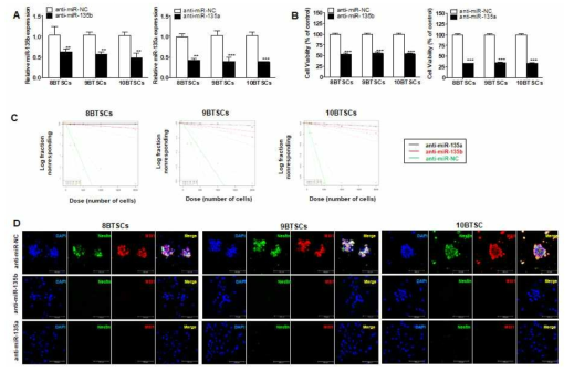 miR-135b 또는 miR-135a를 inhibition시 stem cell 관련 능력 변화