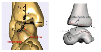 근골격 모델의 발목 관절에서 사용된 스프링 요소(왼쪽), 발목 관절의 접촉에 사용하기 위하여 형성된 발목 관절 내 연골 모델(오른쪽)