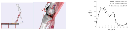 무릎 상세 모델을 이용한 보행 분석 시뮬레이션(왼쪽) 및 무릎 접촉력 예측 결과 (점선: 예측된 무릎 접촉력 값, 실선: 측정된 무릎 접촉력 값)