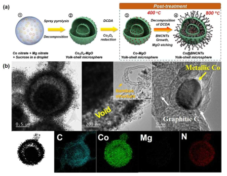 (a) 질소 도핑된 탄소나노튜브 요크-쉘 구조 담지체. (a) 합성 모식도 (b) TEM 사진
