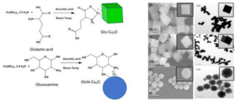 Glu-Cu2O and GlcN-Cu2O의 합성과정과 SEM