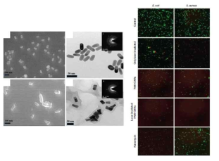 대장균의 SEM과 대장균의 형광사진. PANI-GNR과 항생제 및 레이저 조사 과정 비교