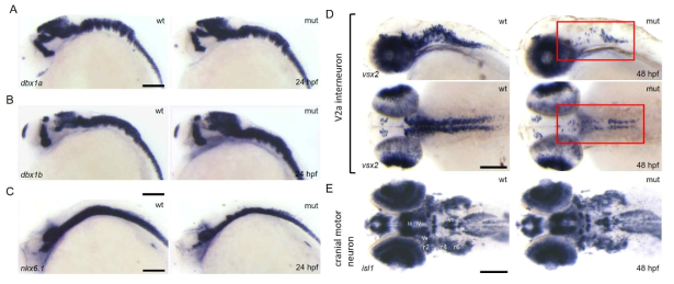 제브라피쉬 RNF220 KO 동물에서 brain patterning 이상, V2a neuron의 발생 결함의 확인