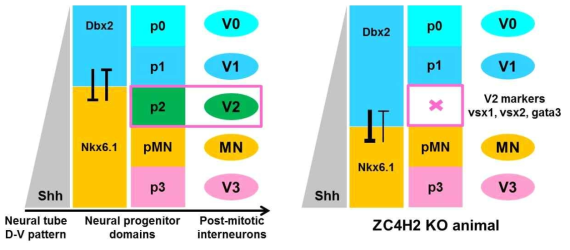 ZC4H2 KO animal에서 규명된 V2 GABAergic inhibitory interneuron의 발생 과정