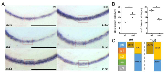 RNF220 KO 제브라피쉬에서 ventral interneuron 전구세포의 speicification 결함 확인