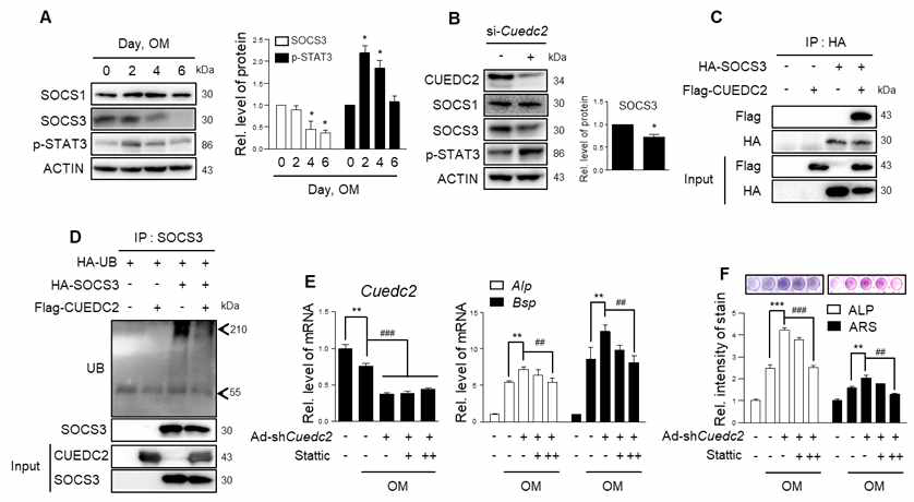 Cuedc2 inhibits osteogenesis by causing dephosphorylation of Stat3 through interacting with Socs3. (A, B) The Socs1, Socs3, and phosphorylated Stat3 proteins were analyzed by western blotting. (A) Cells were cultured for 6 days under the conditions shown in the Fig. 2b legend. (B) Cells were cultured under the same conditions as knockdown (Fig. 4a) of Cuedc2. (C, D) The interaction between Cuedc2 and Socs3 proteins (C) and the level of ubiquitin-conjugated Socs3 proteins (D) were evaluated. Cells were co-transfected with indicated plasmids, as shown in Fig 5c, d. (E, F) Infection with Ad-shCuedc2 or Ad-GFP was performed under the same conditions as the legend of Fig. 3b. After infection, the cells were cultured with stattic (+, 2.5 μM; ++. 5 μM) in the presence OM to investigate osteoblast marker gene expression, ALP activity, and mineralized nodule formation