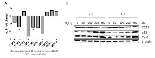 연령증가에 따른 마우스 BMSCs 내 CCRs 변화(A)와 H2O2 자극에 의한 MSCs 노화 유도 모델에서 H2O2 농도에 따른 CCR5 발현 감소(B)