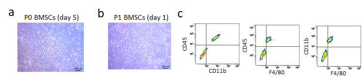 기존 방법의 마우스 BMSCs 배양의 형태와 구성. (a) 최초 세포접종한 후 5일째 이종 형태의 세포들이 콜로니(Colony)를 형성하며 증식하고 있는 모습. (b) 첫 계대배양 (P1) 다음날 섬유아세포-유사(fibroblast-like) 형태와 대식세포-유사(macrophage-like) 형태의 세포들이 혼재되어 있음을 알 수 있음. (c) P1 BMSCs 배양에서 이종세포 오염을 확인하기 위해 조혈계통 세포의 마커들(CD45, CD11b, F4/80)로 면역염색 후 유세포 분석 (flow cytometric analysis) 한 결과