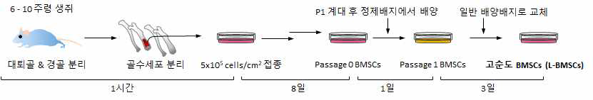 마우스 BMSCs 분리정제법 개략도. 첫 계대배양(P1)한 BMSCs를 클로드로네이트 함유 리포좀이 첨가된 배양 배지에서 배양하여 최종적으로 고순도 L-BMSCs를 제조하는 개략적인 흐름을 나타냄. L-BMSCs, Clodronate-containing Liposom treated BMSCs