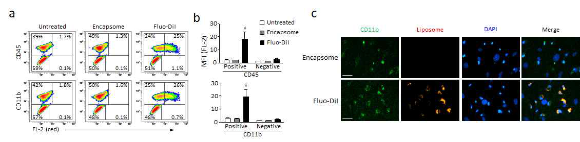 BMSCs 배양에서 세포-특이적 리포좀 포식. (a) P1 BMSCs를 세 그룹으로 나누고 일반 배지 (untreated), 컨트롤 리포좀 함유 배지(encapsome) 및 붉은색 형광으로 표지된 리포좀 함유 배지(Fluo-DiI)에서 16시간 배양 후 조혈계통 마커(CD45, CD11b)로 면역염색하고 유세포 분석을 통해 각각의 세포들에 의한 리포좀 포식을 분석한 결과임. (b) (a)의 실험을 세번 반복한 결과로서, CD45 또는 CD11b 양성(positive) 또는 음성(negative) 반응 세포집단이 띄는 붉은색 형광 강도(MFI)를 평균 ± 표준편차(mean ± S.D.)로 표현한 그래프. (c) (a) 실험에 의해 생성된 세포를 CD11b 항체와 DAPI로 염색하고 형광현미경으로 관찰하였음