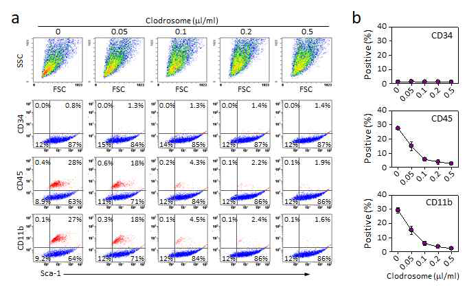 P1 BMSCs를 클로드로좀이 처리된 배지에서 배양하는 과정 중 대식세포가 클로드로좀의 농도 의존적으로 제거되는 것을 나타내는 결과. (a) 도면에 표기된 농도 (0, 0.05, 0.1, 0.2, 0.5 μl/ml)의 클로드로네이트 함유 리포좀이 첨가된 배지에서 배양하고 면역염색한 후 유세포 분석한 결과로서 붉은색 점은 대식세포를, 파란색 점은 BMSCs를 나타냄. (b) (a)의 실험을 세 번 반복한 결과로서, 각 마커에 양성(positive) 반응을 나타내는 세포 비율을 평균 ± 표준편차(mean ± S.D.)로 표현한 그래프