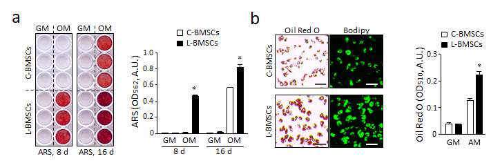 L-BMSCs의 분화능. (a) C-BMSCs와 L-BMSCs를 배양 배지(GM) 또는 골모세포 분화유도 배지(OM) 에서 배양하고 ARS 염색을 시행한 결과. 오른쪽은 용출된 ARS 염색시약의 흡광도로서 평균 ± 표준편차(mean ± S.D.)로 표현한 그래프임. (b) 각 세포를 지방세포 분화유도 배지(AM)에서 배양하고 Oil red O 염색 또는 Bodipy 493/503 형광염색을 시행한 결과임. 배율, ×10. 막대(bar), 100 μm. 오른쪽은 용출된 Oil red O 염색 시약의 흡광도로서 평균 ± 표준편차(mean ± S.D.)로 표현함