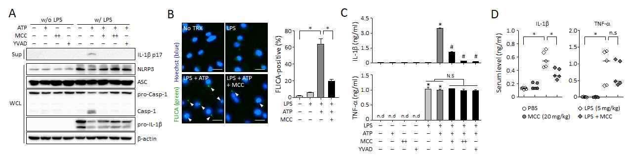 MCC950의 효능과 특이성. (A) 골수유래 대식세포를 LPS 존재 하에서 3시간 배양한 후 ATP로 자극하여 NLRP3 인플라마좀 활성화를 유도하는 조건에서 MCC950에 의한 NLRP3 인플라마좀 활성화 조절능력을 웨스턴블롯으로 확인한 결과임. YVAD는 NLRP3 인플라마좀 활성을 억제하는 양성 대조약물로 사용함. (B) (A)와 유사한 조건에서 세포를 배양한 후 FLICA 염색을 통해 NLRP3 인플라마좀의 활성화를 확인한 결과로서 초록색점(화살표)은 NLRP3 인플라마좀 활성화 복합체를 나타냄. (C) (A)와 유사한 조건에서 배양한 골수유래 대식세포의 배양액에서 사이토카인 농도를 ELISA로 측정하고 도표로 나타낸 그래프. (D) 마우스의 복강으로 LPS와 MCC950 단독 또는 병용투여한 후 혈중 사이토카인 농도를 ELISA로 측정하고 도표로 나타낸 그래프