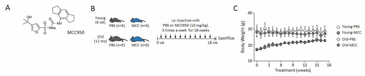 동물실험의 개요도. (A) MCC950의 화학구조. (B) 6주령과 12월령을 포함하는 마우스들을 네 그룹으로 나누고 각각의 그룹에 약물을 투여하는 스케쥴. (C) 각각의 그룹에서 시간에 따른 체중변화