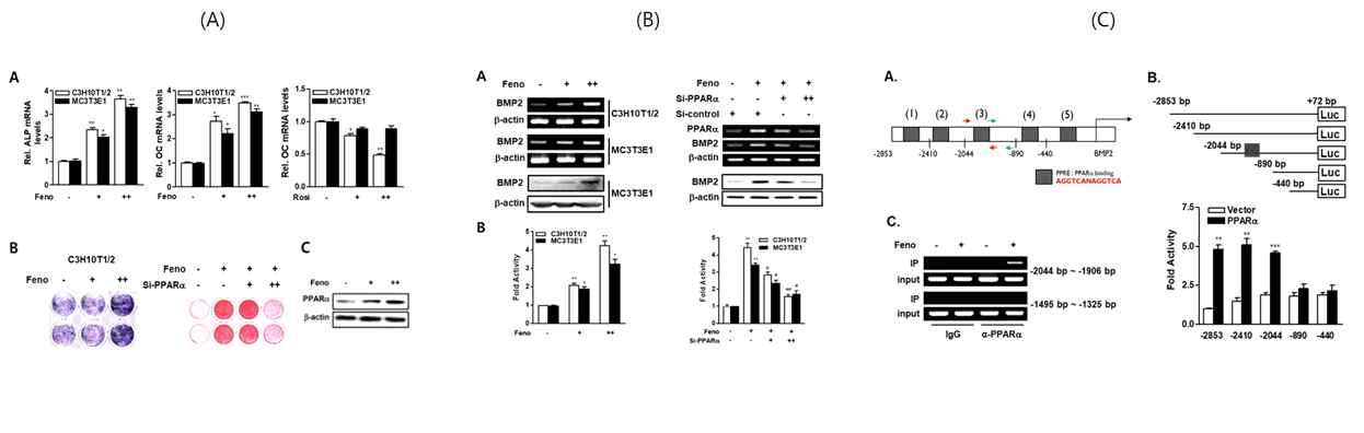 Effects of fenofibrate on osteoblastic differentiation and BMP2 gene expression. (A) Fenofibrate stimulates osteoblast specific gene and PPARα expression, ALP enzyme activity, and matrix mineralization (qRT-PCR, ALP staining, alizarin red staining, Western blot analyses). (B) Fenofibrate stimulates BMP2 expression and BMP2 promter activity via PPARα (RT-PCR, Western blot, promoter activity analyses). (C) Fenofibrate stimulates the interaction between PPARα and BMP2 promoter gene, and increases the promoter activity (ChIP and promoter activity analyses)